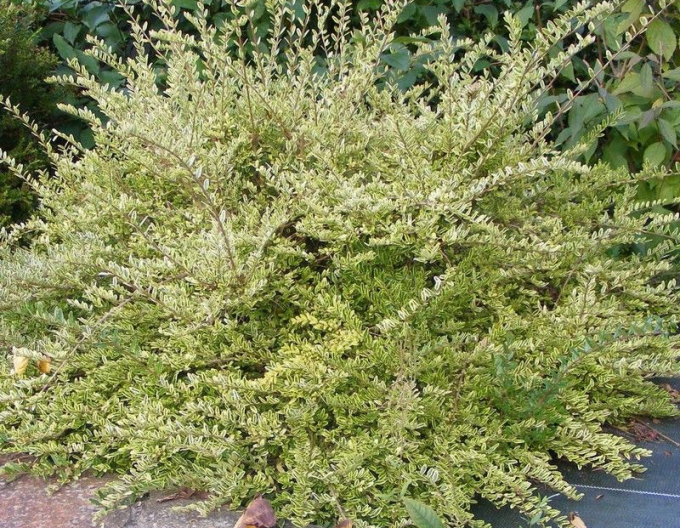 Groundsel Lemon Beauty