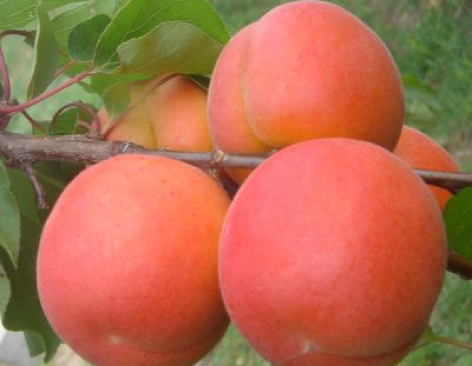 Aprikose Sylvercot früh