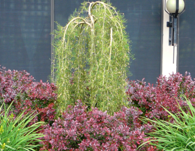 Caragana arborescens Walker