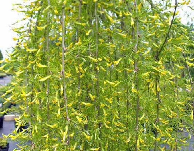 Caragana arborescens Walker