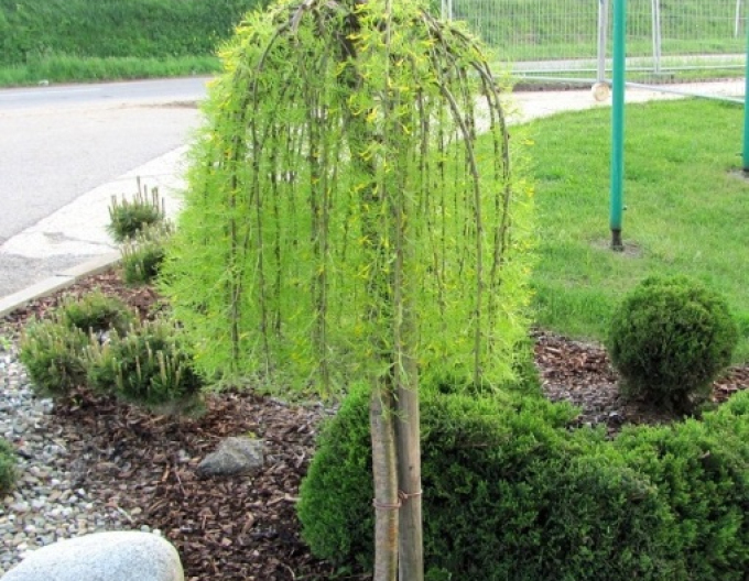 Caragana arborescens Walker