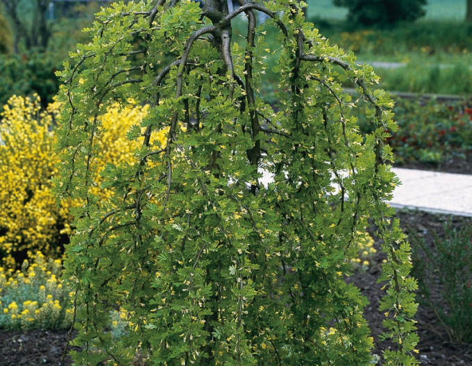 Caragana arborescens Pendula