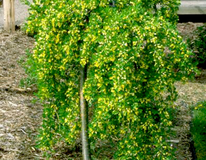 Caragana arborescens Pendula