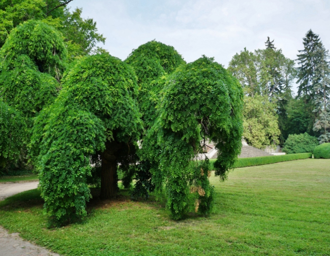 Caragana arborescens Pendula