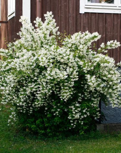 Philadelphus
