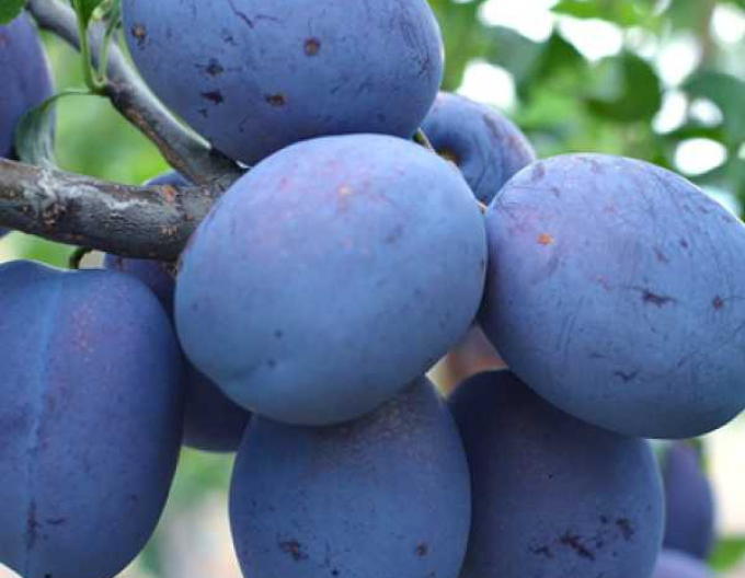 Herbstpflaume Toptaste, auf Myrobalane, wurzelnackt