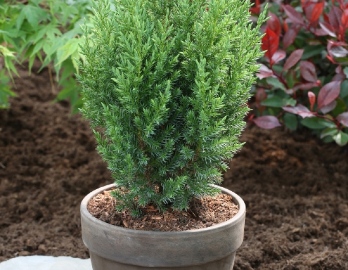 Johanniskraut Stricta