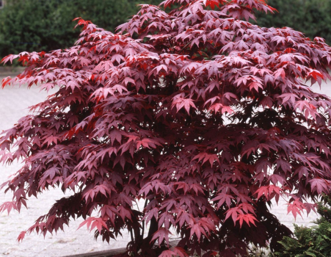 Japanischer Ahorn ´Bloodgood´ 9L