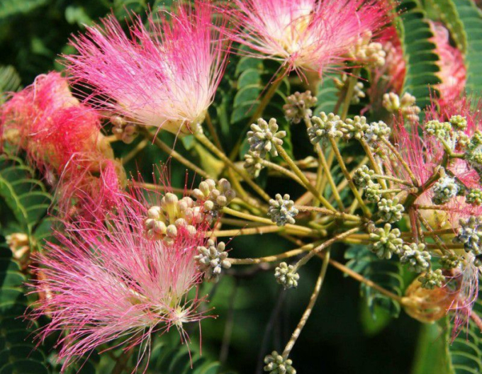 Albizia rosea Rosea
