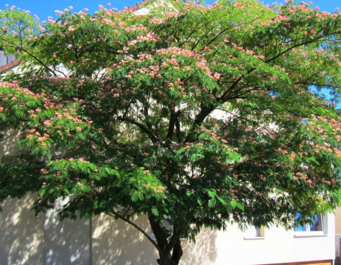 Albizia rosea Rosea