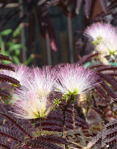 Albizia rosa Summer Chocolate