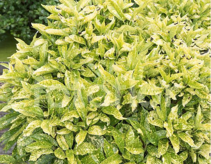 Aukuba japonica Angelon