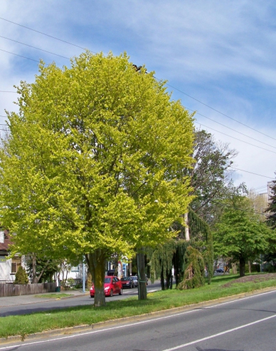 Rotbuche Zlatia