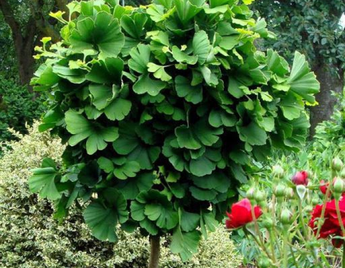 Ginkgo Mariken Baum