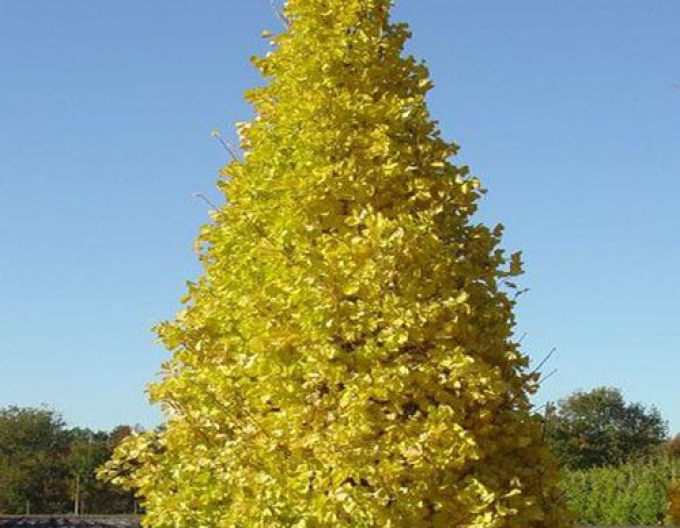 Ginkgo biloba Menhir