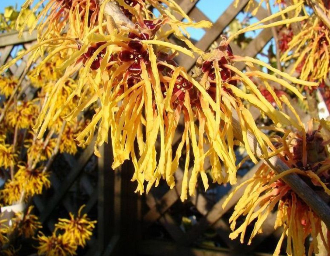 Hamamelis intermedia Aurora