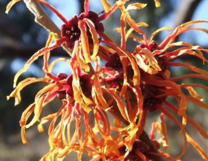 Hamamelis intermedia Jelena