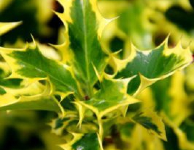 Edelweiss Golden DJ