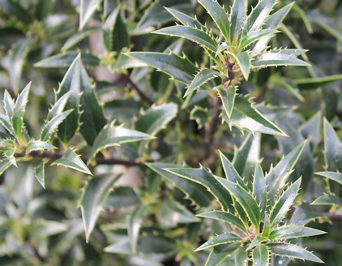 Edelweiß Myrtifolia