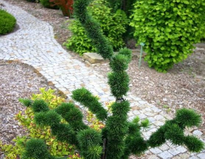 Lärche sommergrün Krejci