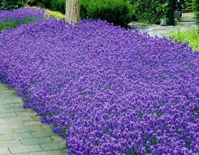 Lavendel schmalblättrig Munstead