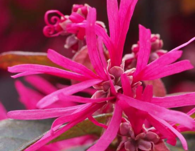 Loropetalum chinese Pipas rot