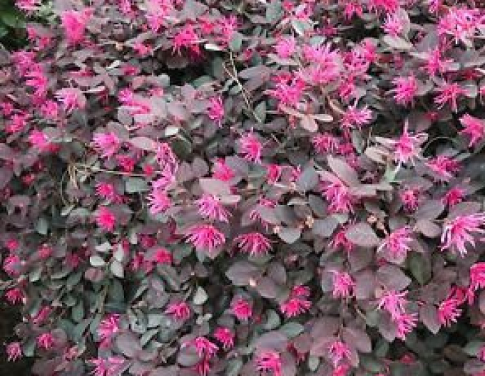 Loropetalum chinese Pipas rot
