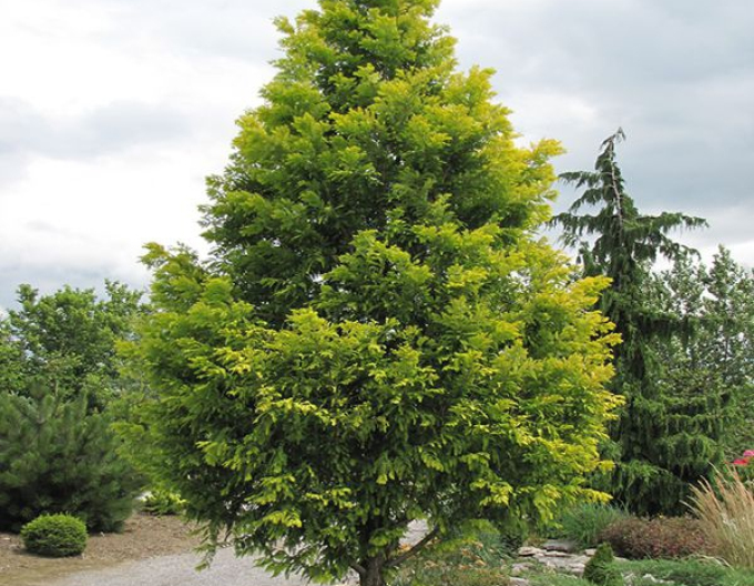 Chinesische Metasequoia Goldrausch