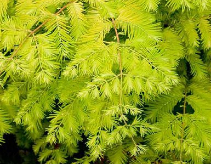 Chinesische Metasequoia Goldrausch