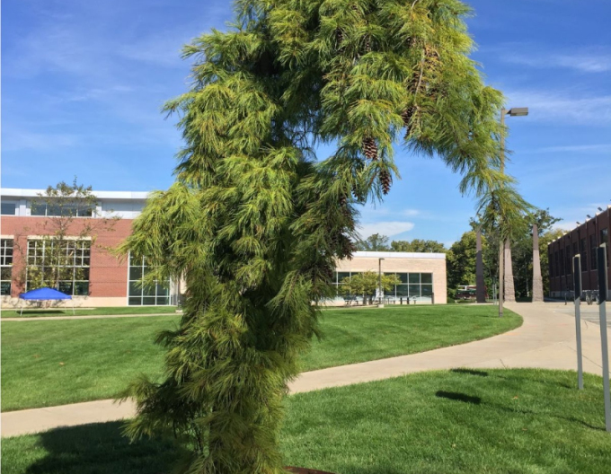 Glatte Kiefer Pendula