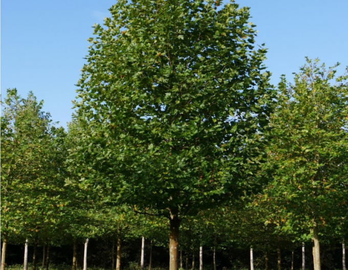 Bergahorn Platanus