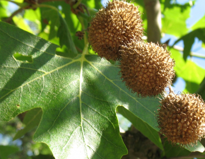 Bergahorn Platanus