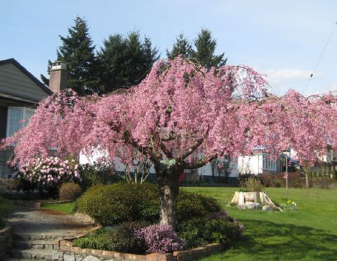 Kirsche Pendula