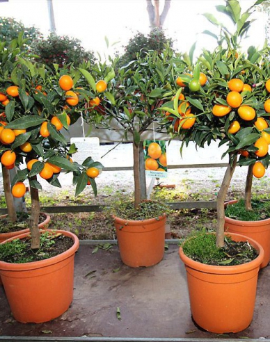Orangenzitronenbaum