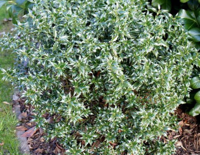 Edelweiß Myrtifolia