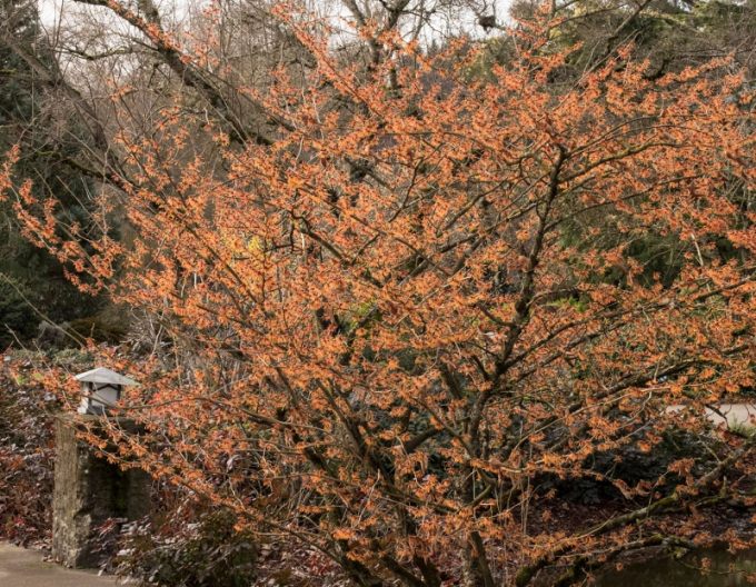 Hamamelis intermedia Jelena