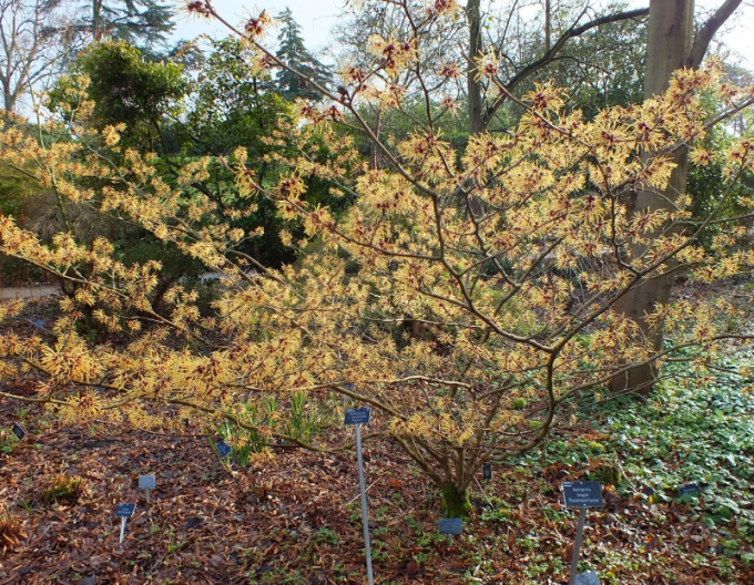 Hamamelis intermedia Aurora
