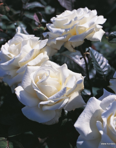 Rose Memoire