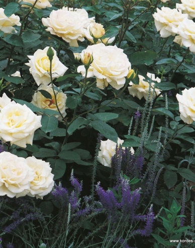 Rose Memoire