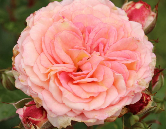 Rose Amaretto