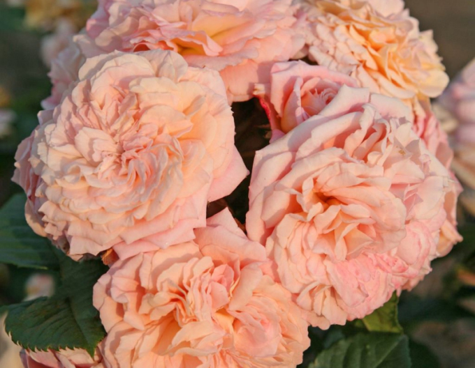 Rose Amaretto