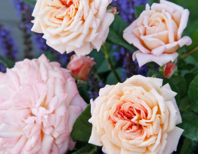 Rose Amaretto