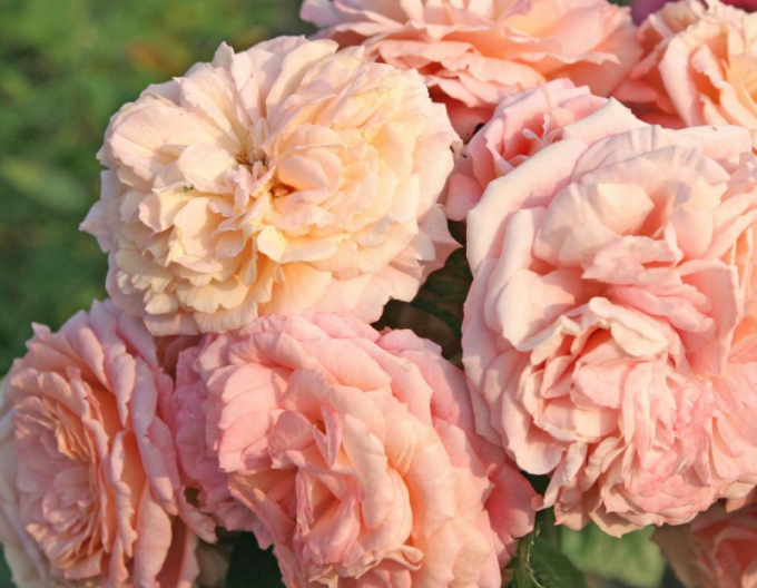 Rose Amaretto