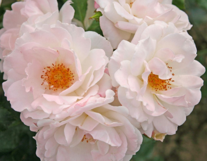 Rose Eisprinzessin