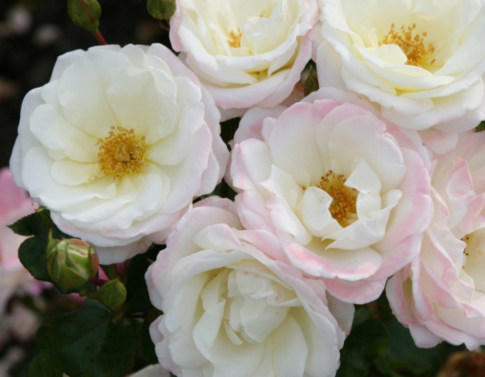 Rose Eisprinzessin