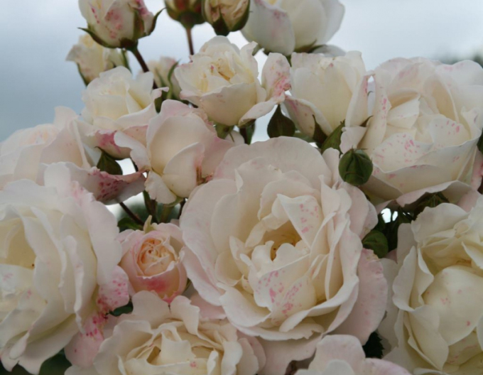 Rose Eisprinzessin