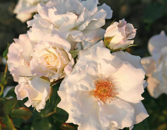 Rose Eisprinzessin