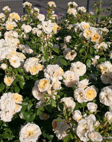 Rose Cosmos