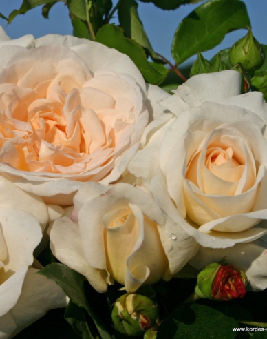 Rose Cosmos
