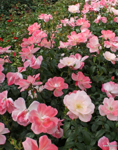 Rose Roseromantic
